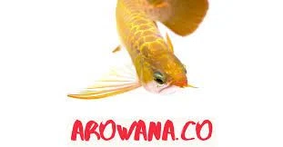 Arowana.Co Merchant Logo