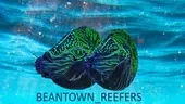 Beantown Reefers Merchant Logo
