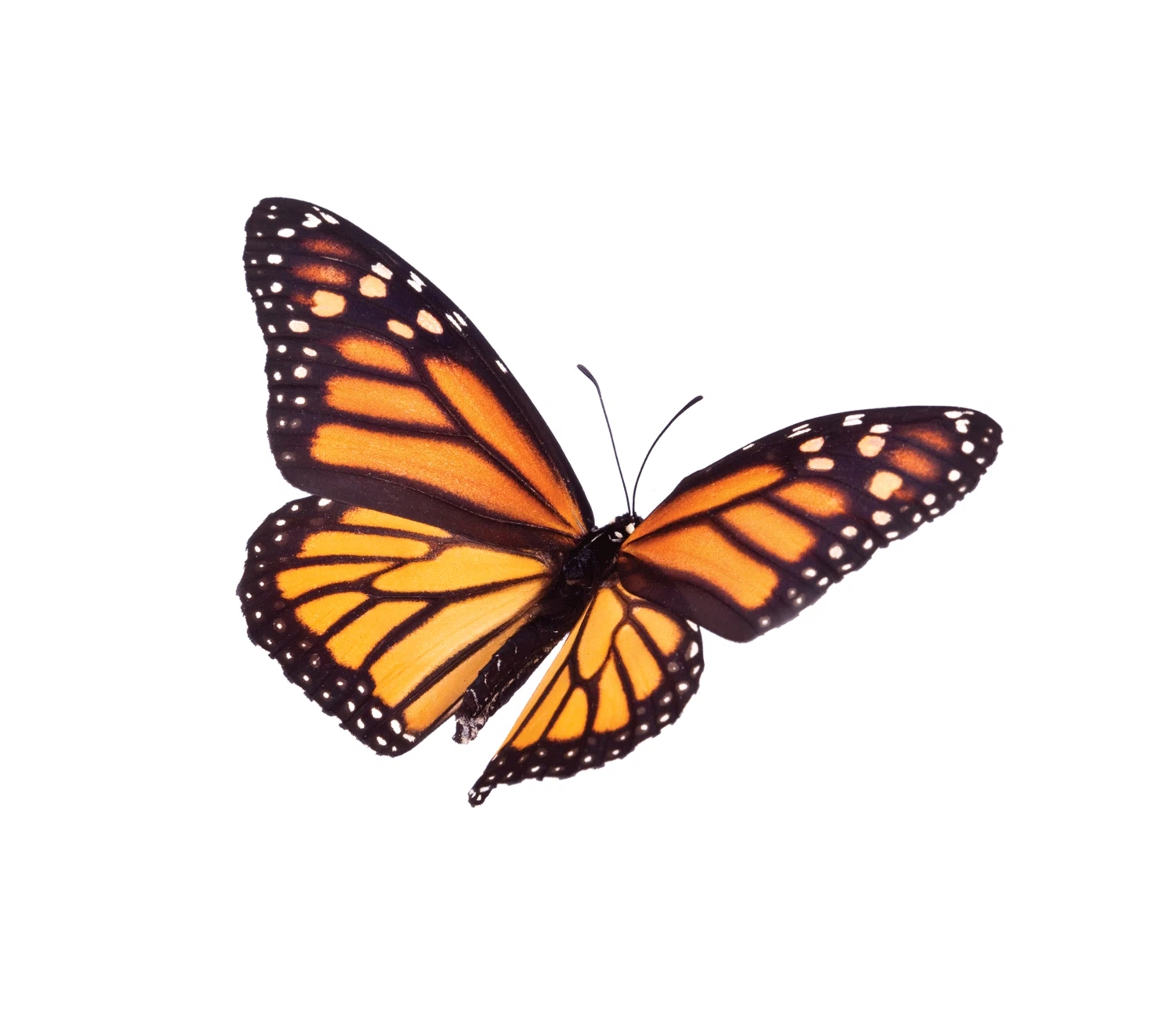 Bliss Organics Merchant Logo