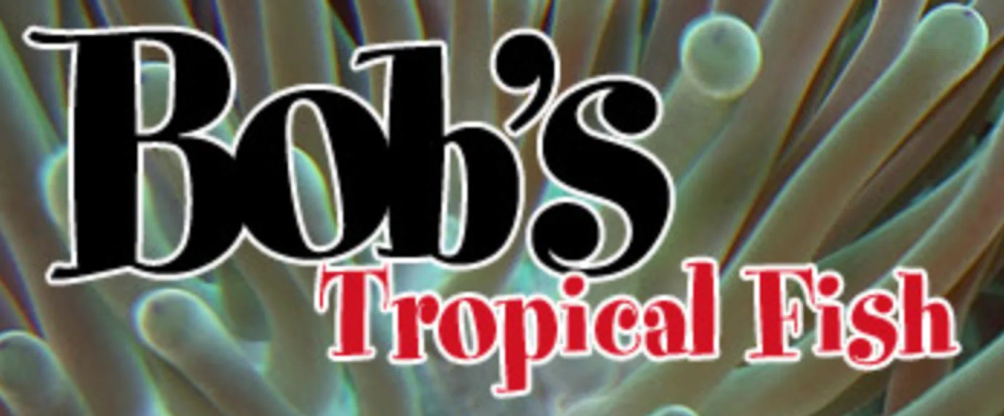 Bob's best sale tropical fish