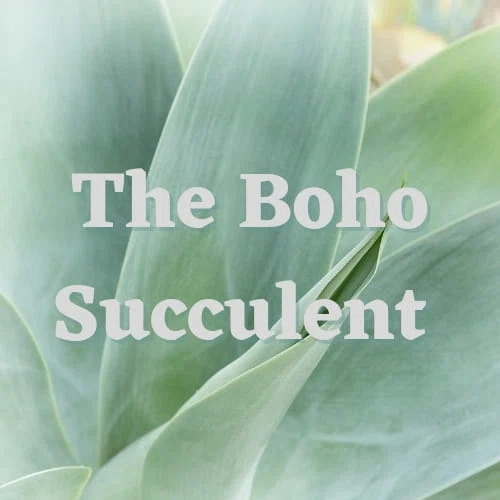 The Boho Succulent