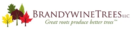 BRANDYWINE TREES Promo Code — 150 Off in Sep 2024
