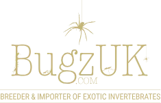 BugzUK Merchant Logo