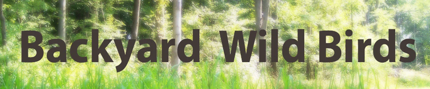 Backyard Wild Birds Merchant Logo