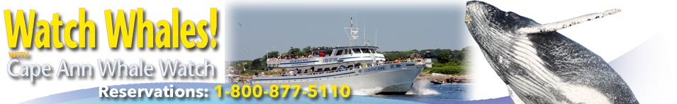 Cape Ann Whale Watch Merchant Logo