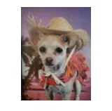 52 Off Chihuahuaeverything Promo Code Coupons 2022