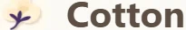 Cotton Merchant Logo