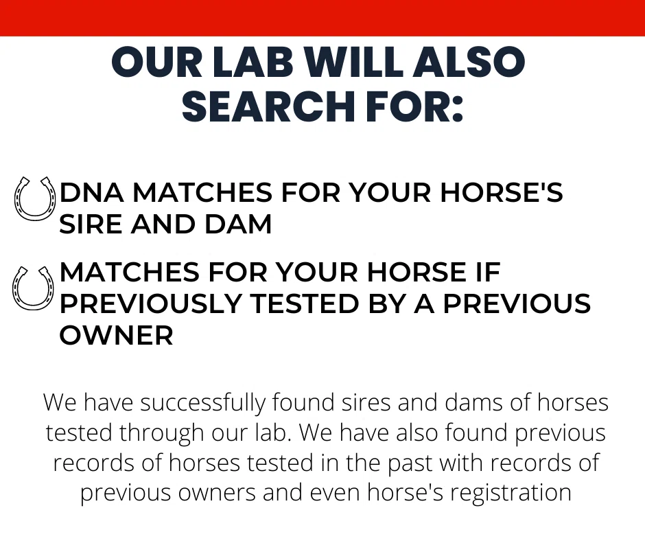 DNA My Horse discount code