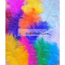 FeatherParadise.com Merchant Logo