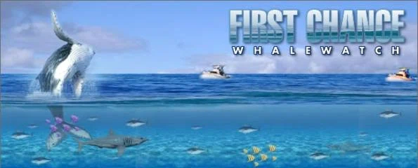 First Chance Whale Watch Merchant Logo