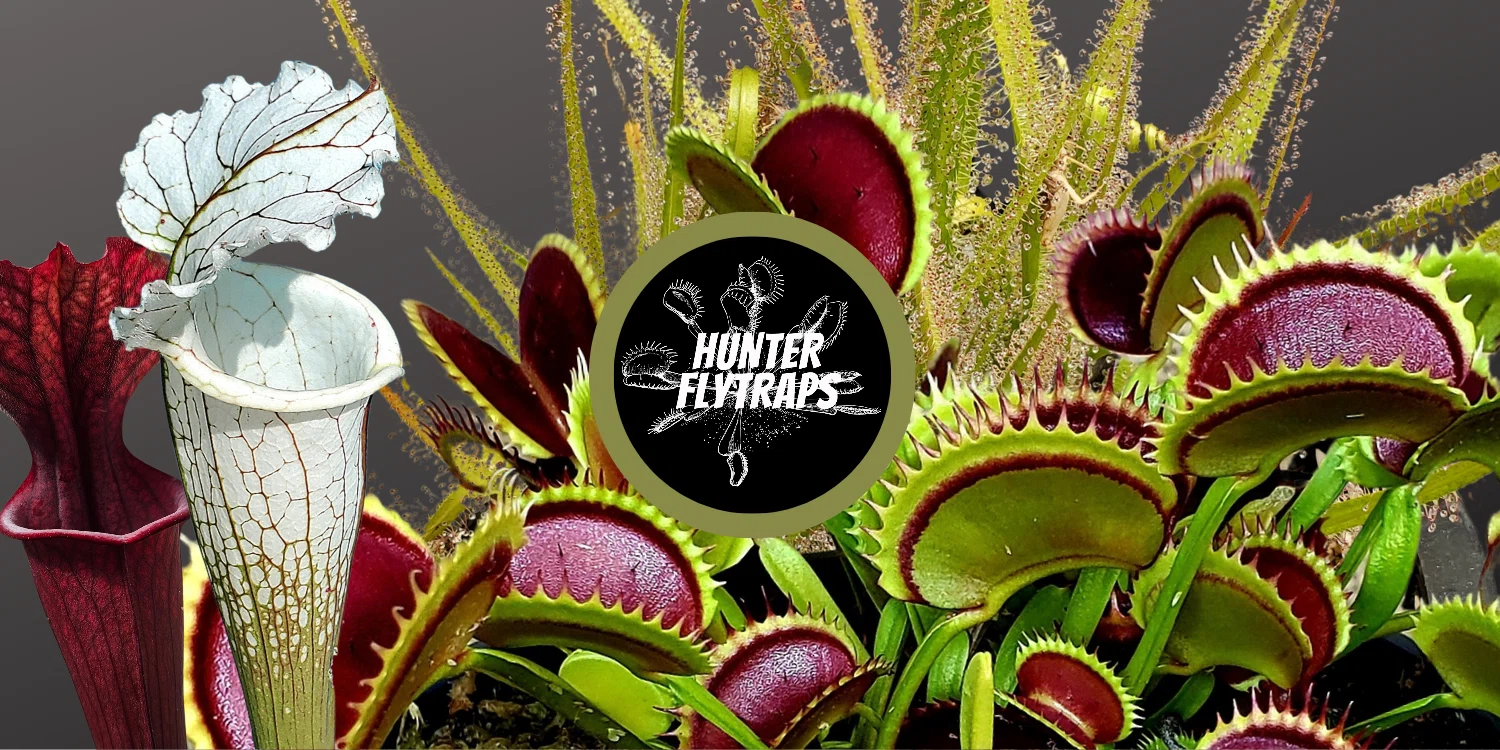 Hunter Flytraps Promo Code