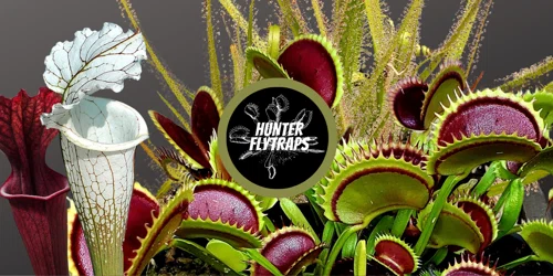 Hunter Flytraps Promo Code