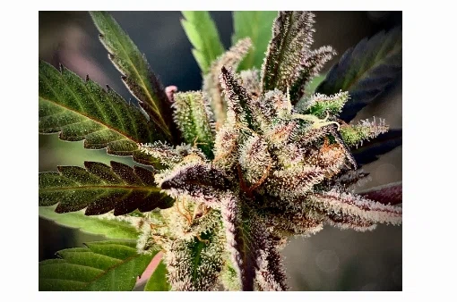 MEDICINALDREAMS Promo Code — 50 Off in August 2024