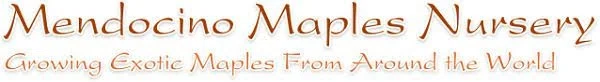 Mendocino Maples Nursery Merchant Logo