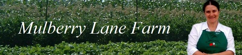 Mulberry Lane Farm Merchant Logo