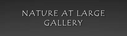 Nature at Large Gallery Merchant Logo
