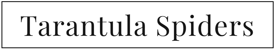 Tarantulaspiders.com discount code