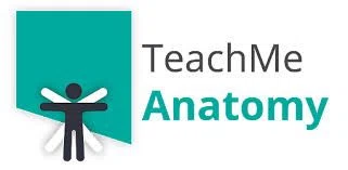 TeachMeAnatomy Merchant Logo
