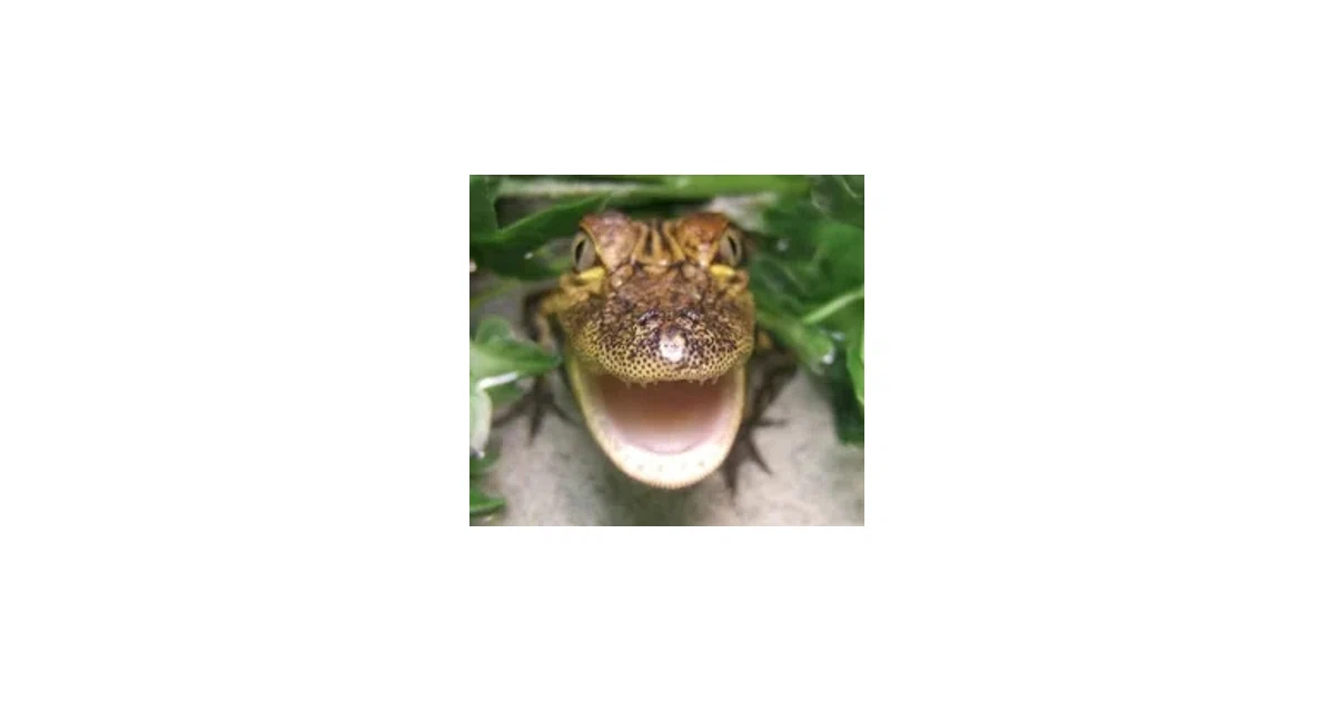 THE REPTILE ZONE Promo Code — 30% Off in May 2024