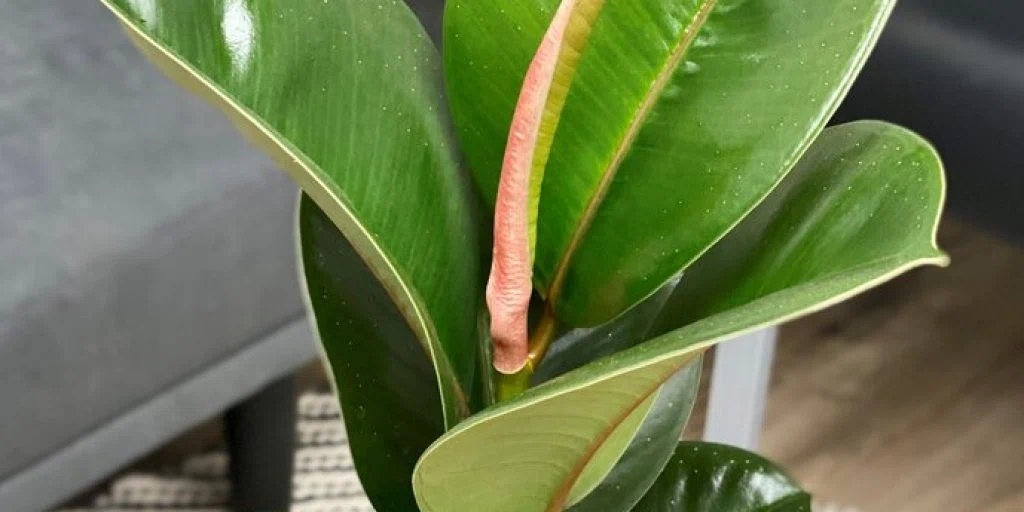 The Plant Company coupons