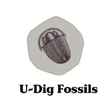U Dig Fossils Merchant Logo