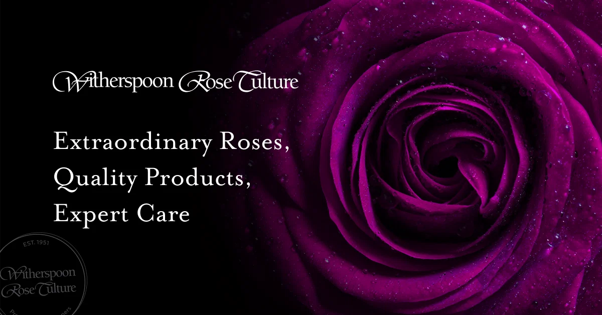 Witherspoon Rose Culture Promo Code
