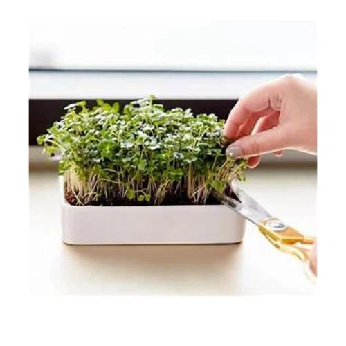 Back To The Roots Microgreens Grow Kit