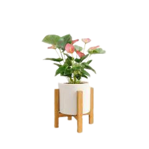 Easyplant Anthurium