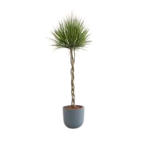 Easyplant Dragon Tree Braided