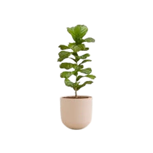 Easyplant Fiddle Leaf Fig Bush