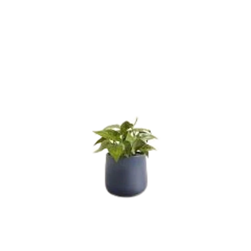 Easyplant Heartleaf Philodendron
