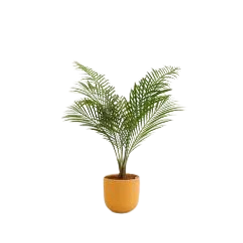 Easyplant Majesty Palm