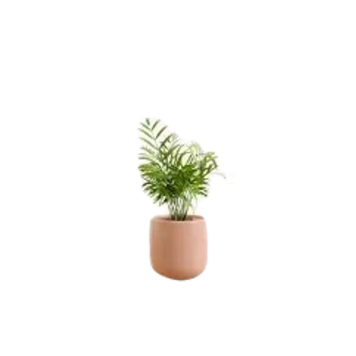 Easyplant Parlor Palm