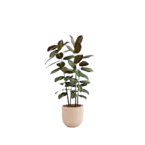 Easyplant Rubber Tree