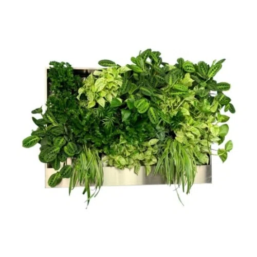 Grow Up Freedom Greenwall System