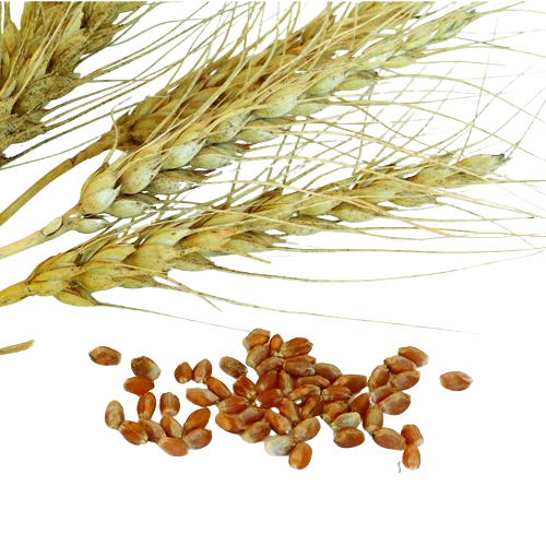 JohnnySeeds Spring Wheat (Glenn) Organic Cover Crop Seed