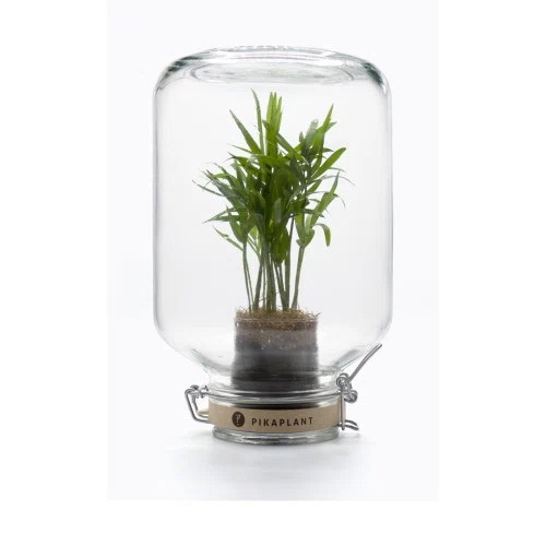 Pikaplant Jar