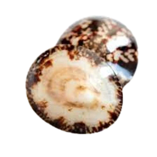 Shellies Breastfeeding Seashells