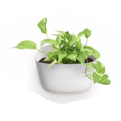 WallyGro Eco Plant Kits
